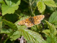 maudoc.com • Boloria euphrosyne •  Boloria euphrosyne00.jpg   Boloria euphrosyne : Farfalla